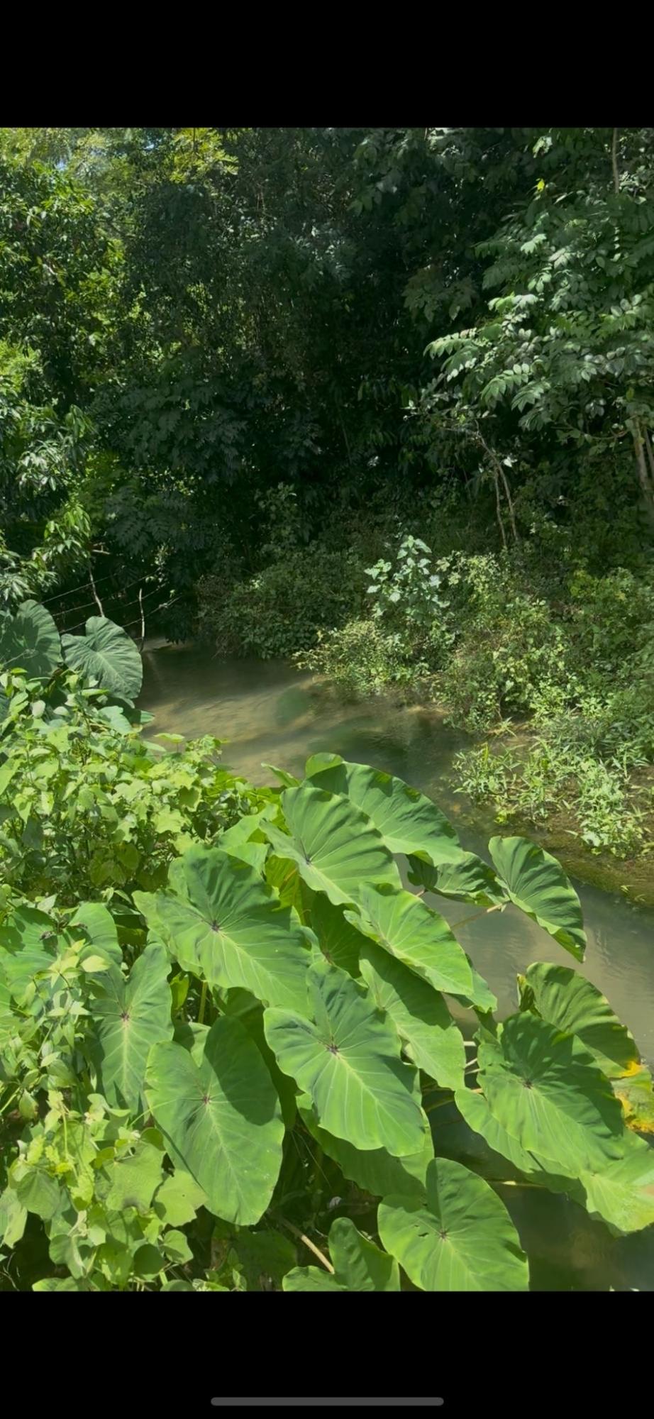 Eleventh image of 5 Carawina in Petersfield, Westmoreland, Jamaica - property is For Sale