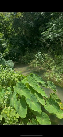 Eleventh image of 5 Carawina in Petersfield, Westmoreland, Jamaica - property is For Sale