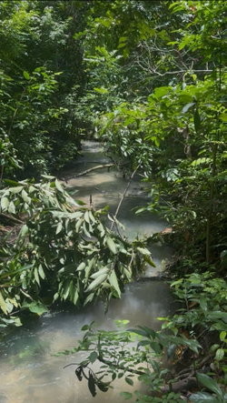 Twelfth image of 5 Carawina in Petersfield, Westmoreland, Jamaica - property is For Sale