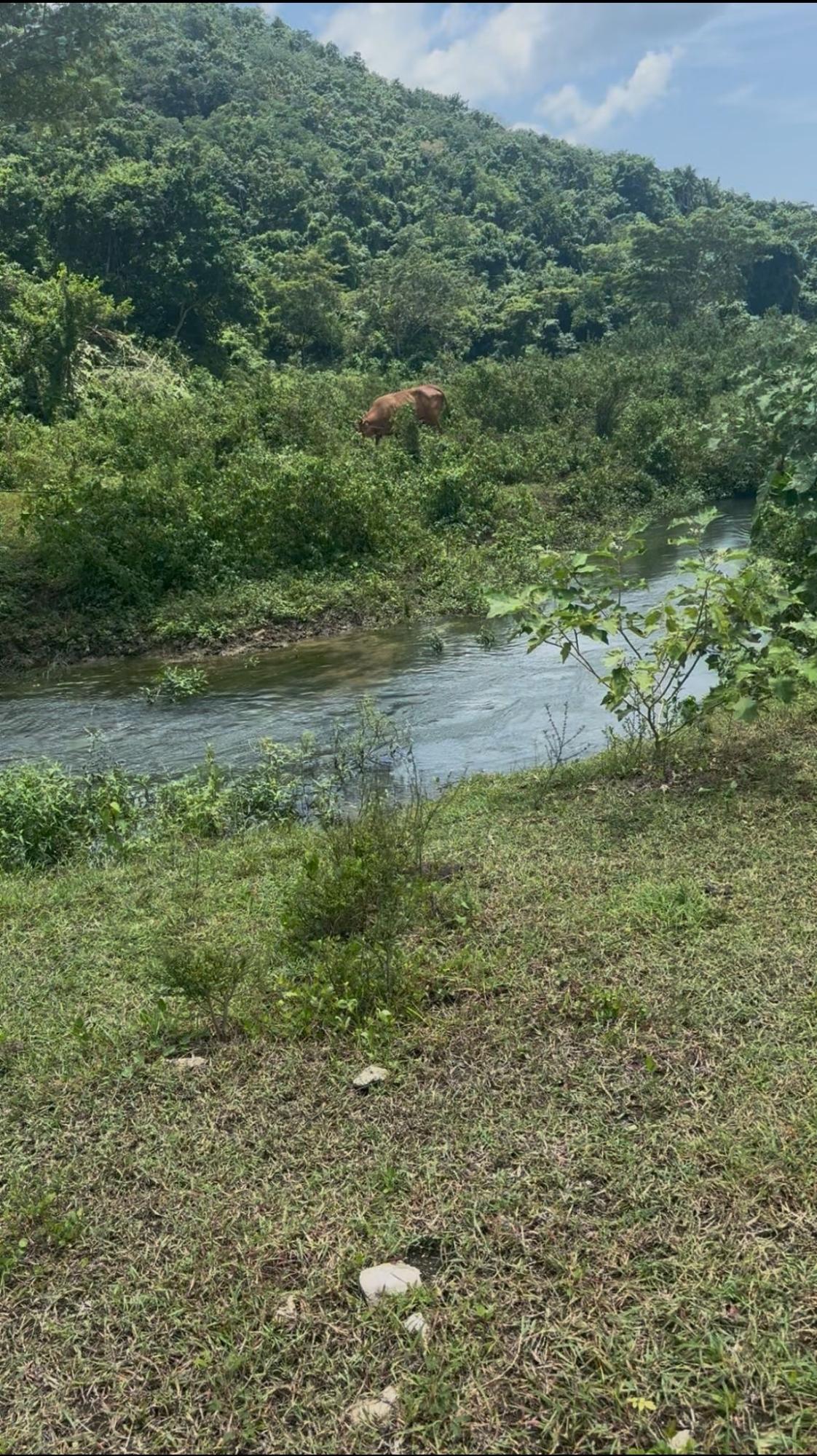 Thirteenth image of 5 Carawina in Petersfield, Westmoreland, Jamaica - property is For Sale