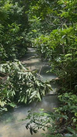 Fifth image of 51- Carawina in Petersfield, Westmoreland, Jamaica - property is For Sale