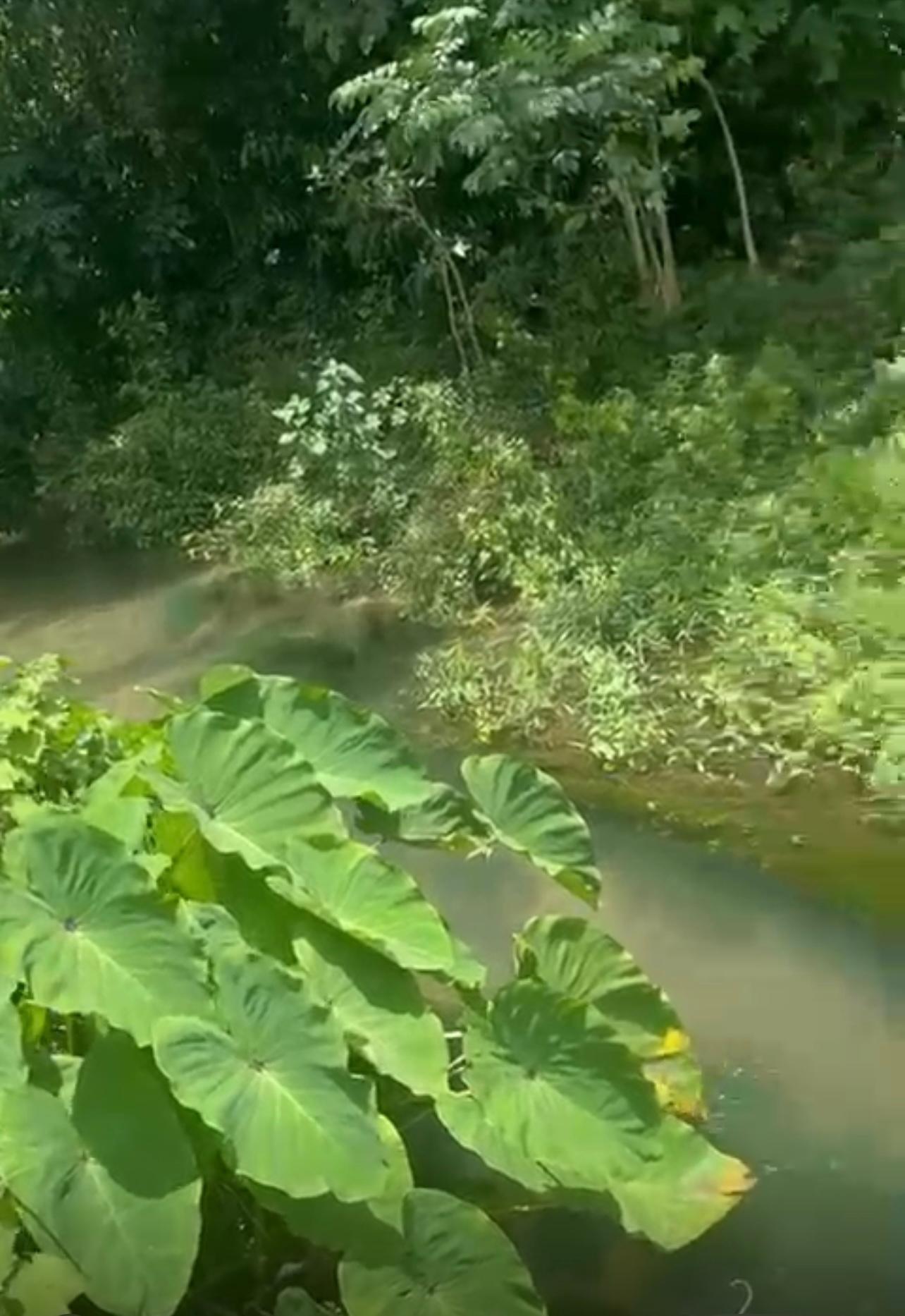Sixth image of 51- Carawina in Petersfield, Westmoreland, Jamaica - property is For Sale