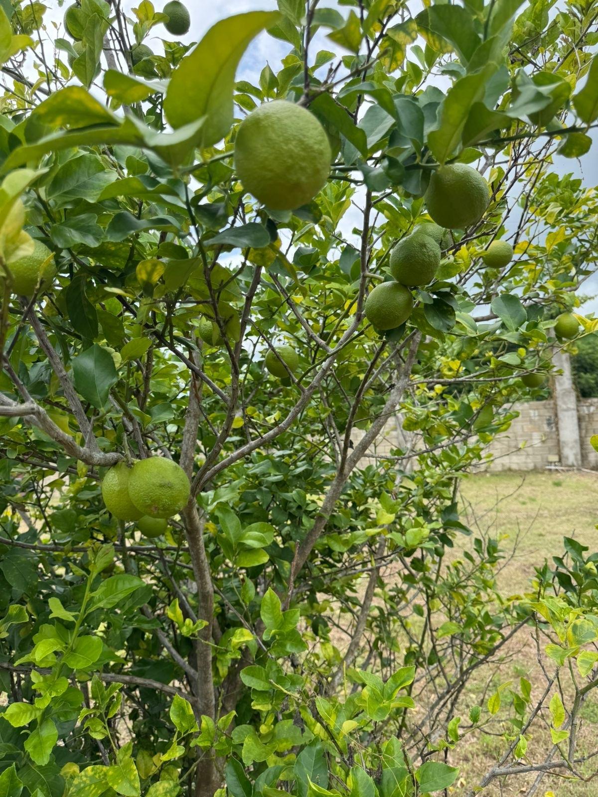 Thirteenth image of Lot 4- Sweet River in Petersfield, Westmoreland, Jamaica - property is For Sale
