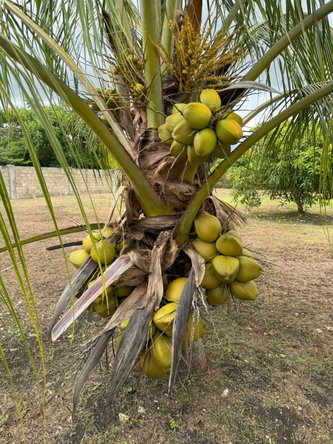 Fourteenth image of Lot 4- Sweet River in Petersfield, Westmoreland, Jamaica - property is For Sale