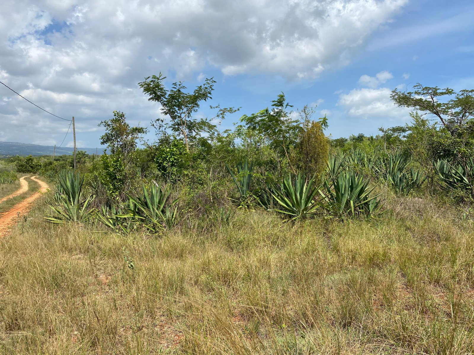 Fourth image of Lititz Land Settlement in LITITZ, Manchester, Jamaica - property is For Sale