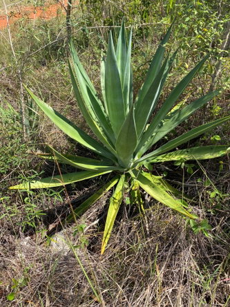 Fifth image of Lititz Land Settlement in LITITZ, Manchester, Jamaica - property is For Sale