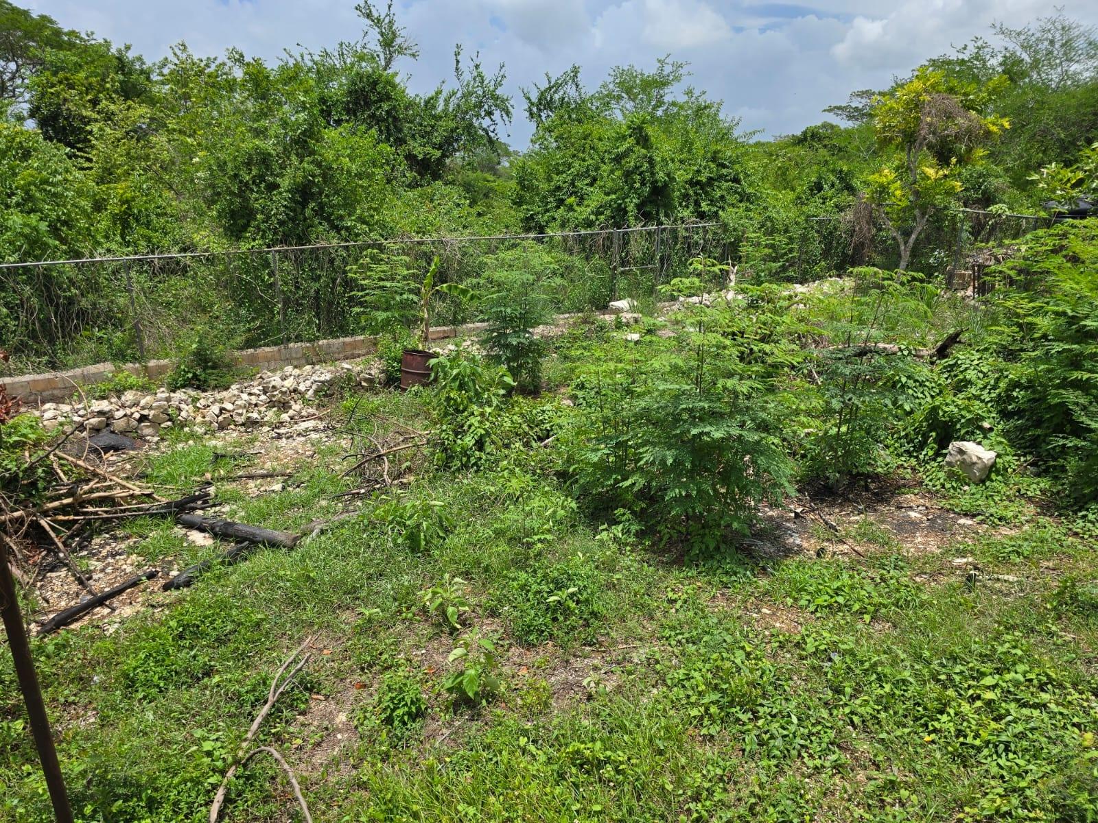 Twelfth image of Outrams Estate in Hammersmith, Trelawny, Jamaica - property is For Sale