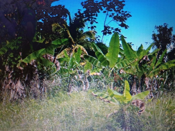 First image of Ragville, Guys Hills, St. in GUYS HILL, St. Catherine, Jamaica - property is For Sale