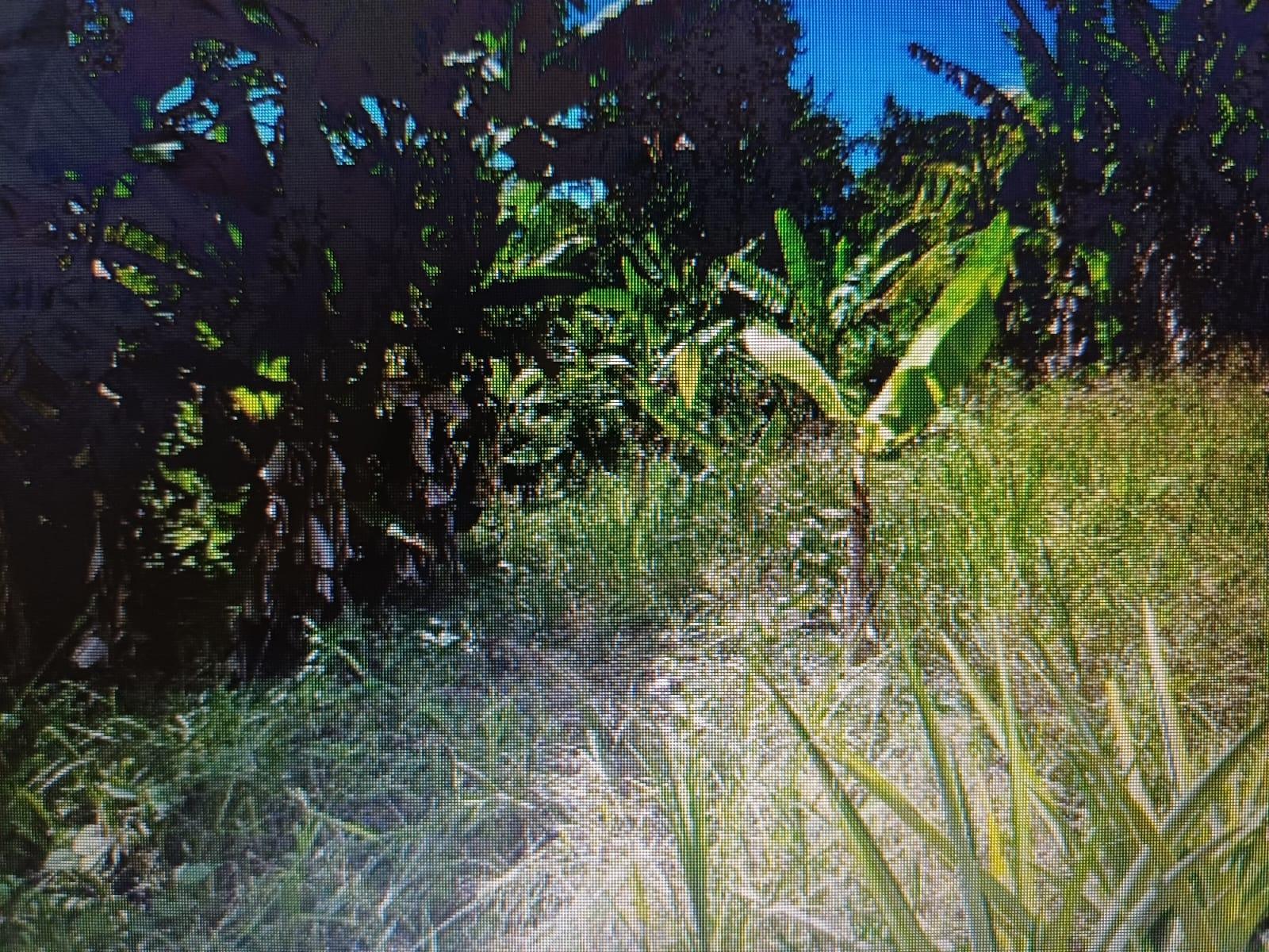 Fourth image of Ragville, Guys Hills, St. in GUYS HILL, St. Catherine, Jamaica - property is For Sale