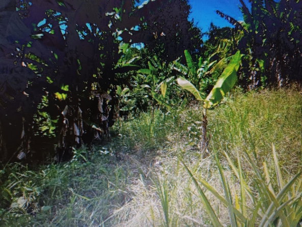 Fourth image of Ragville, Guys Hills, St. in GUYS HILL, St. Catherine, Jamaica - property is For Sale