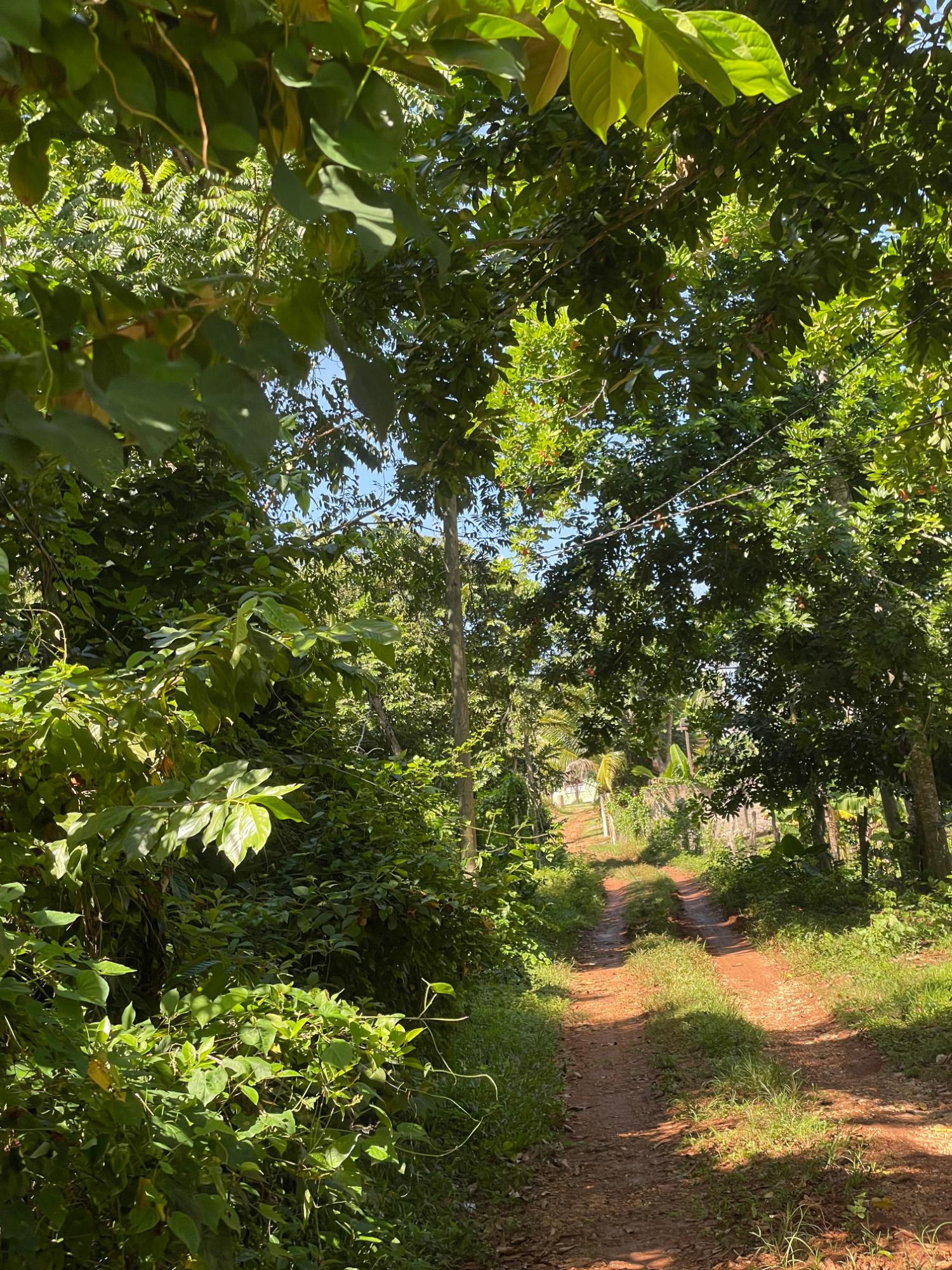 Second image of Duck Pond, Westmoreland in Good Hope, Westmoreland, Jamaica - property is For Sale