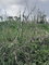 First image of Spitzbergen, Manchester in Walderston, Manchester, Jamaica - property is For Sale