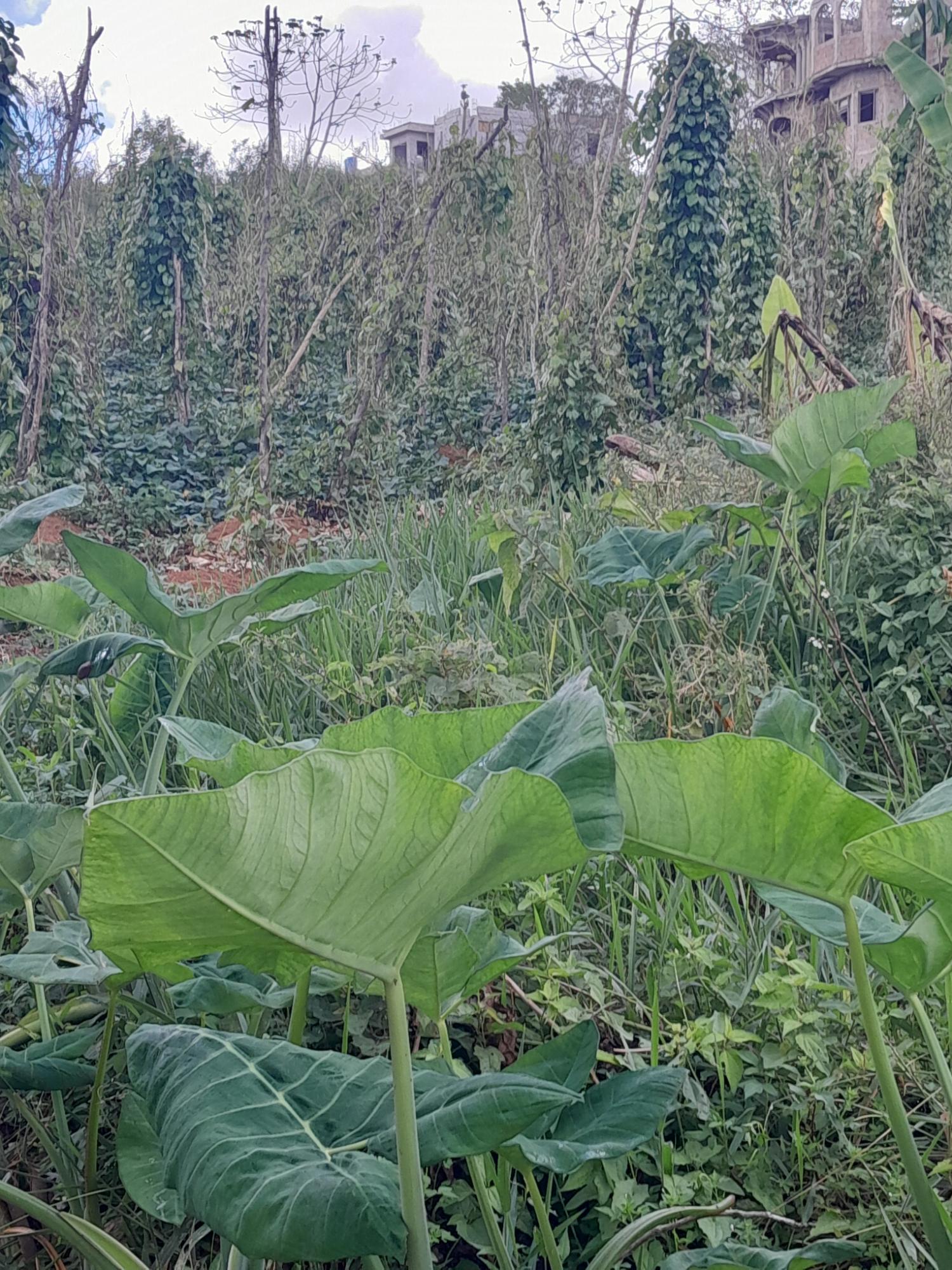 Second image of Spitzbergen, Manchester in Walderston, Manchester, Jamaica - property is For Sale