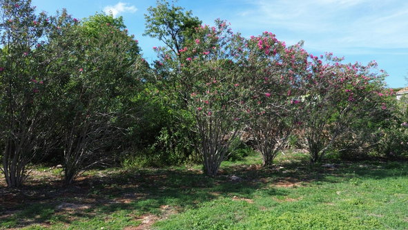 Tenth image of Trelawny Drive in Duncans, Trelawny, Jamaica - property is For Sale