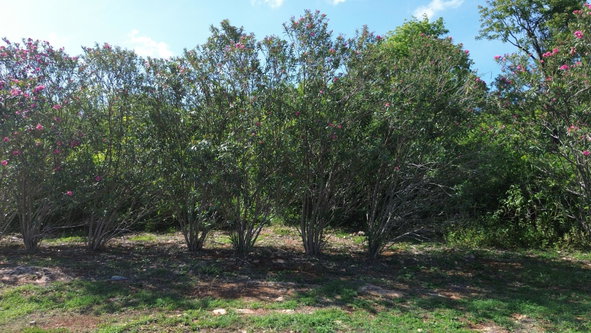 Sixth image of Trelawny Drive in Duncans, Trelawny, Jamaica - property is For Sale