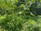 First image of Lot 7 mt Salus in Stony Hill P.O., St. Andrew, Jamaica - property is For Sale