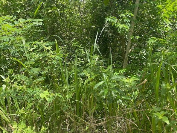 Fourth image of Lot 7 mt Salus in Stony Hill P.O., St. Andrew, Jamaica - property is For Sale