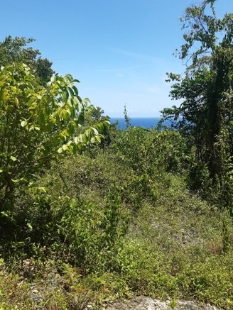 First image of Land- Boscobel, st Mary in Albany, St. Mary, Jamaica - property is For Sale