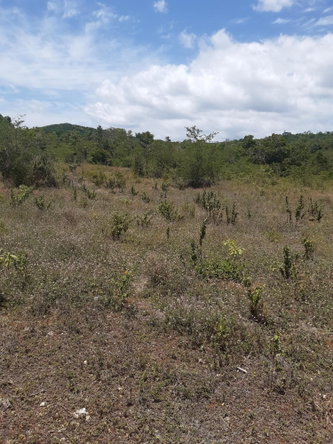 Third image of Land- Boscobel, st Mary in Albany, St. Mary, Jamaica - property is For Sale