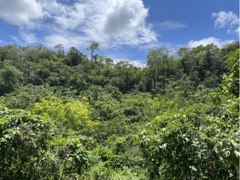 Sixth image of Land- Boscobel, st Mary in Albany, St. Mary, Jamaica - property is For Sale