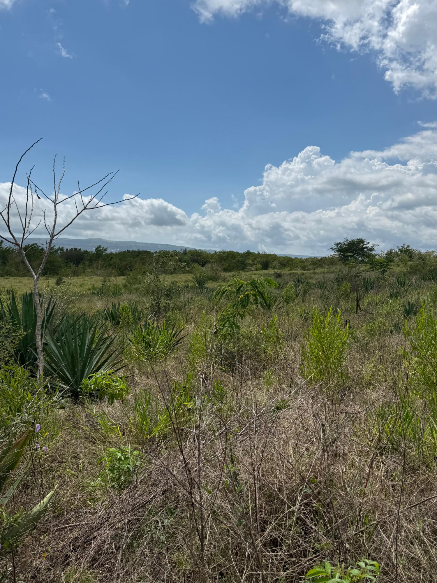 Tenth image of Lititz in LITITZ, Manchester, Jamaica - property is For Sale