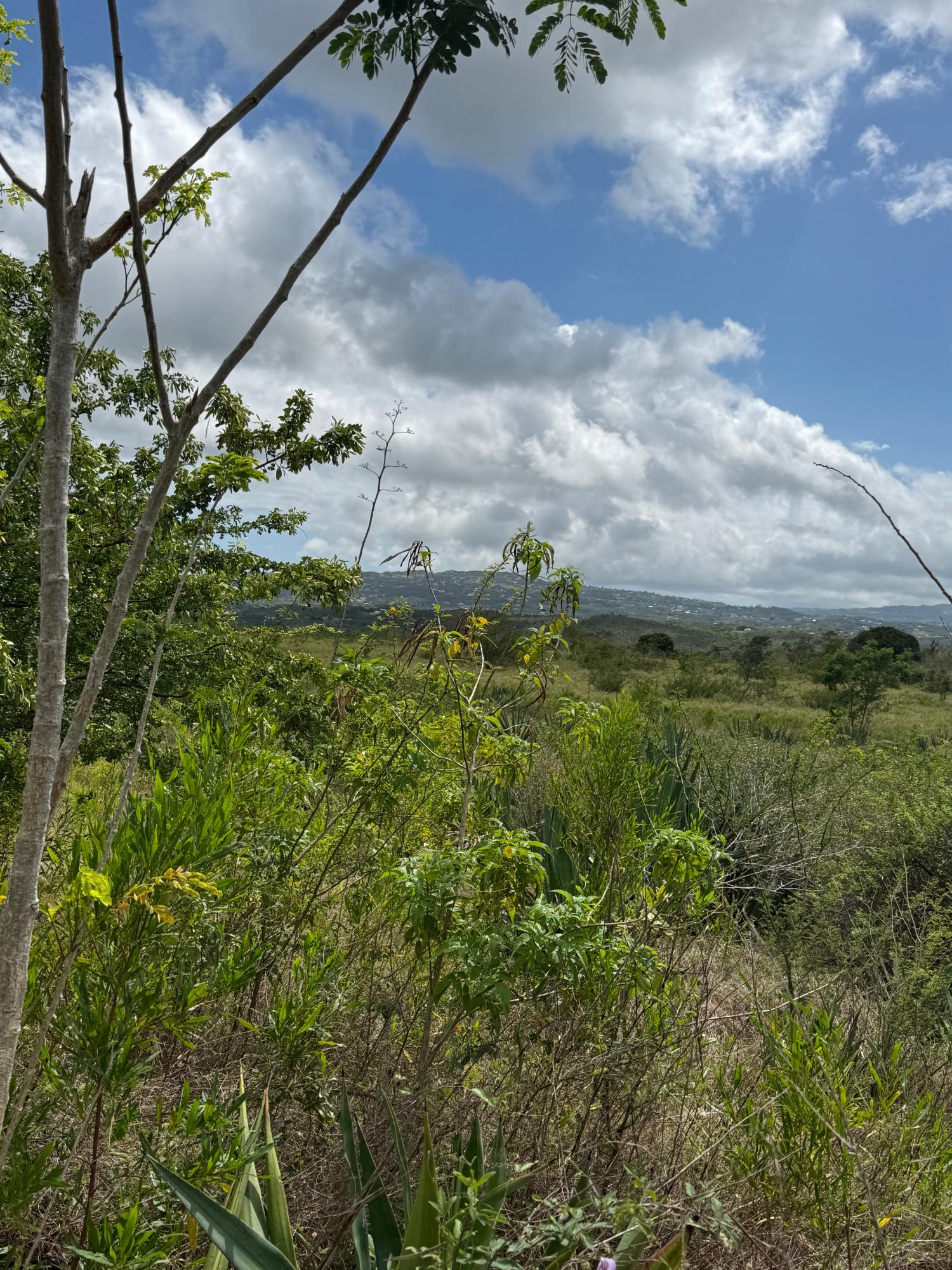 Eleventh image of Lititz in LITITZ, Manchester, Jamaica - property is For Sale