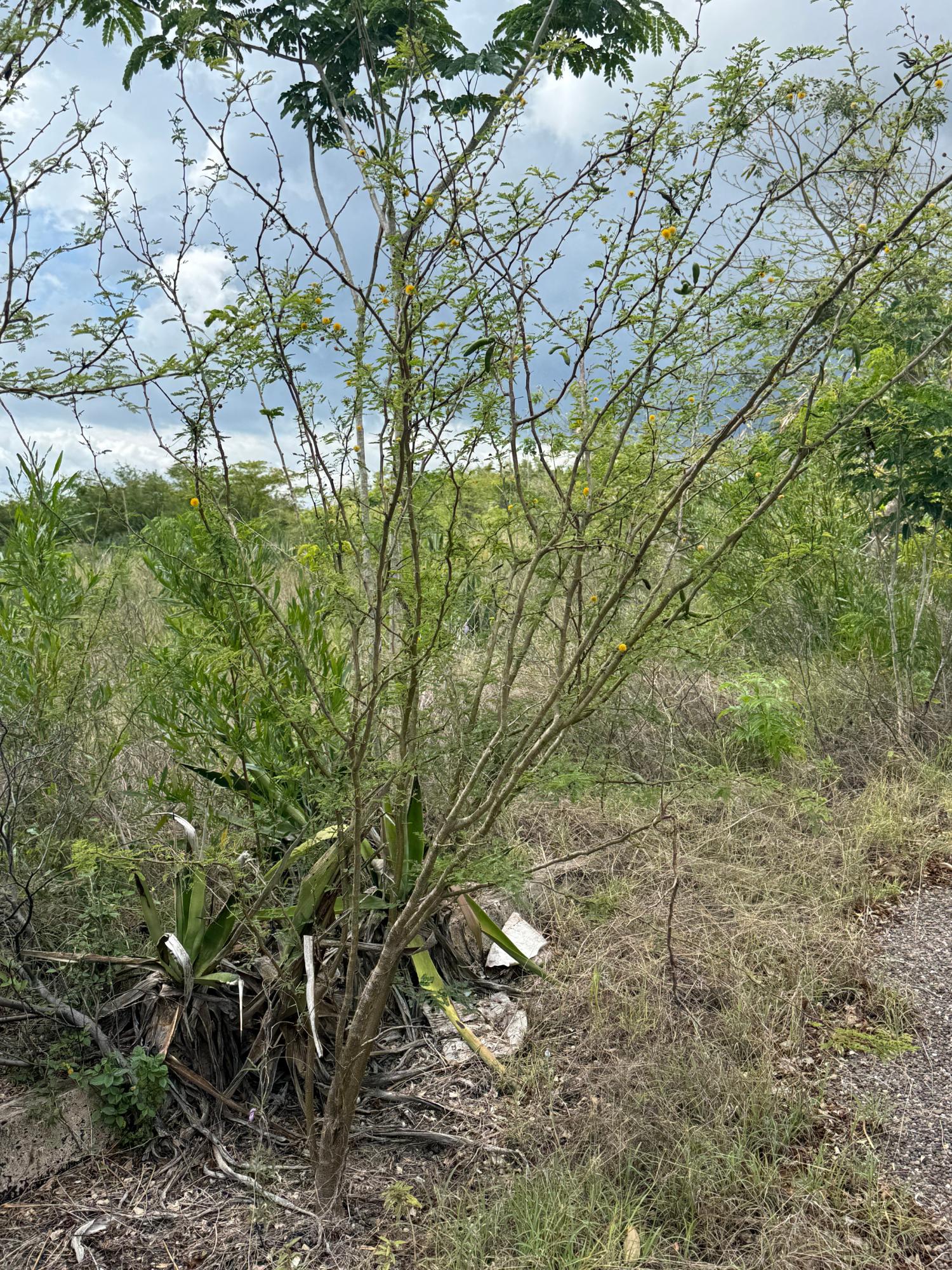 Twelfth image of Lititz in LITITZ, Manchester, Jamaica - property is For Sale