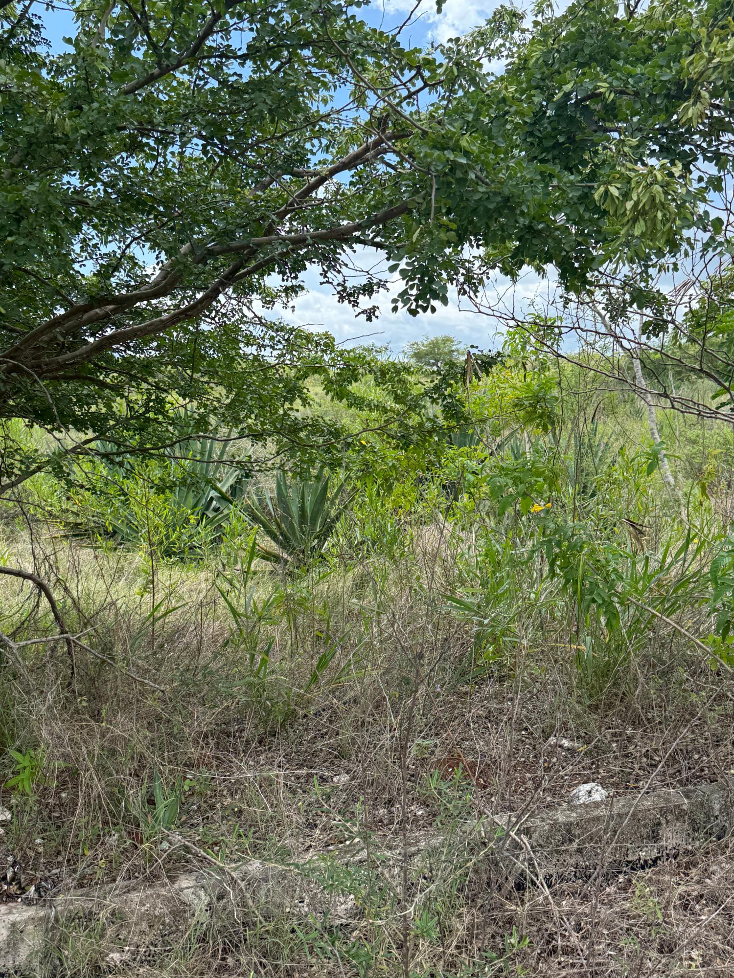 Fourteenth image of Lititz in LITITZ, Manchester, Jamaica - property is For Sale