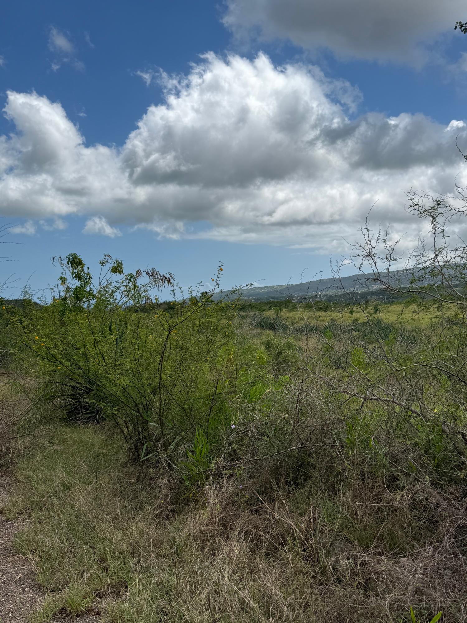 Sixteenth image of Lititz in LITITZ, Manchester, Jamaica - property is For Sale