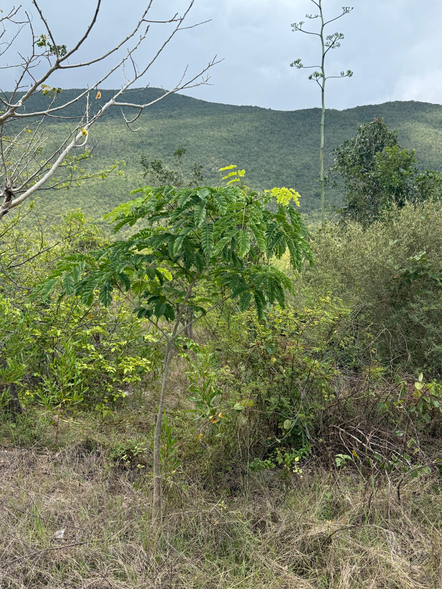 Seventeenth image of Lititz in LITITZ, Manchester, Jamaica - property is For Sale