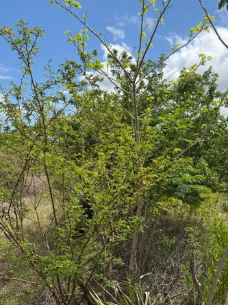 Eighth image of Lititz in LITITZ, Manchester, Jamaica - property is For Sale