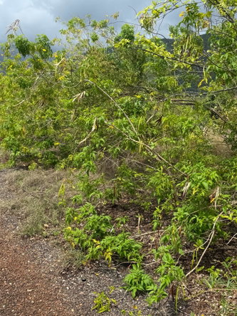 Ninth image of Lititz in LITITZ, Manchester, Jamaica - property is For Sale