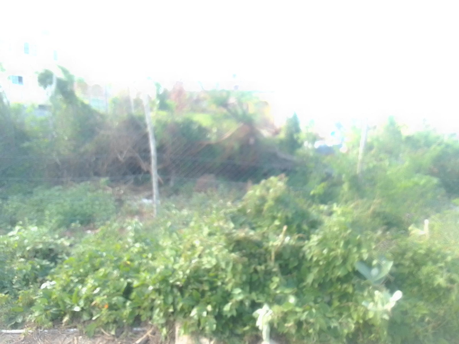 Third image of 681 Barrett's Hall, St. James in BARRETT TOWN, St. James, Jamaica - property is For Sale
