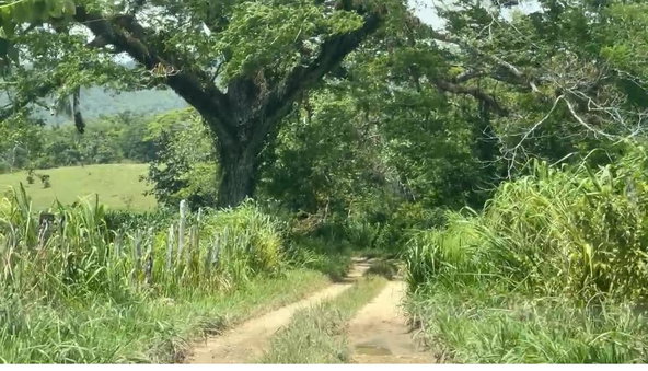Eleventh image of Bogue in Bogue, St. Elizabeth, Jamaica - property is For Sale