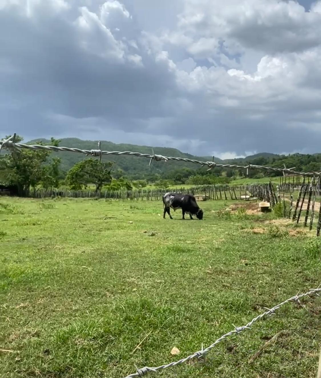 Sixth image of Bogue in Bogue, St. Elizabeth, Jamaica - property is For Sale