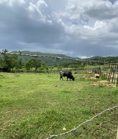 Sixth image of Bogue in Bogue, St. Elizabeth, Jamaica - property is For Sale