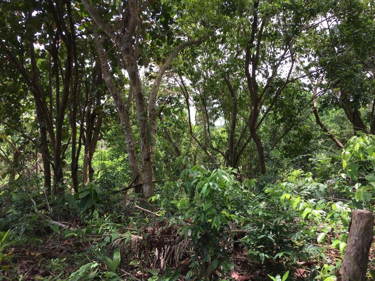 Tenth image of San San , Portland in SAN SAN, Portland, Jamaica - property is For Sale