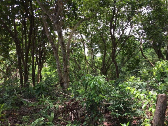 Tenth image of San San , Portland in SAN SAN, Portland, Jamaica - property is For Sale