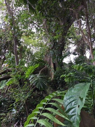 Sixth image of San San , Portland in SAN SAN, Portland, Jamaica - property is For Sale