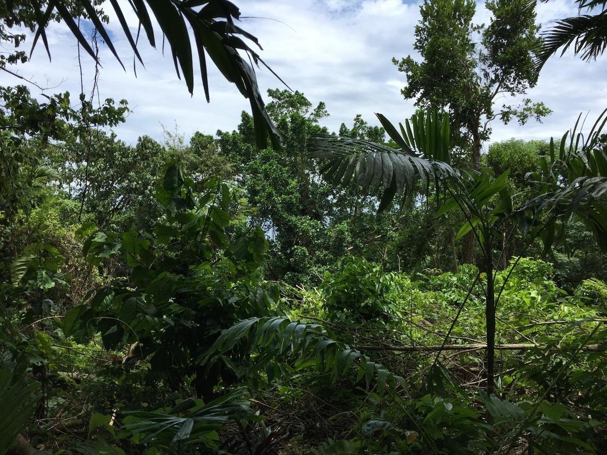 Seventh image of San San , Portland in SAN SAN, Portland, Jamaica - property is For Sale