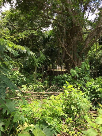 Ninth image of San San , Portland in SAN SAN, Portland, Jamaica - property is For Sale
