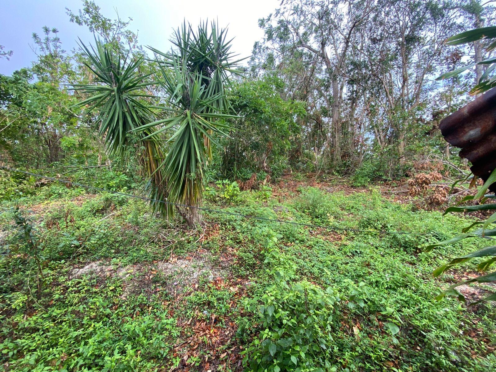 Fifth image of Part of Spring Valley in Spring Valley, St. Mary, Jamaica - property is For Sale