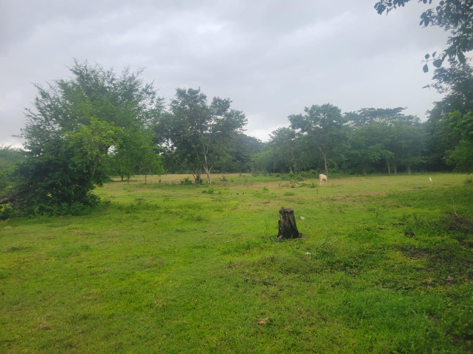 Second image of 106 Old Hope in OLD HOPE PEN, Westmoreland, Jamaica - property is For Sale