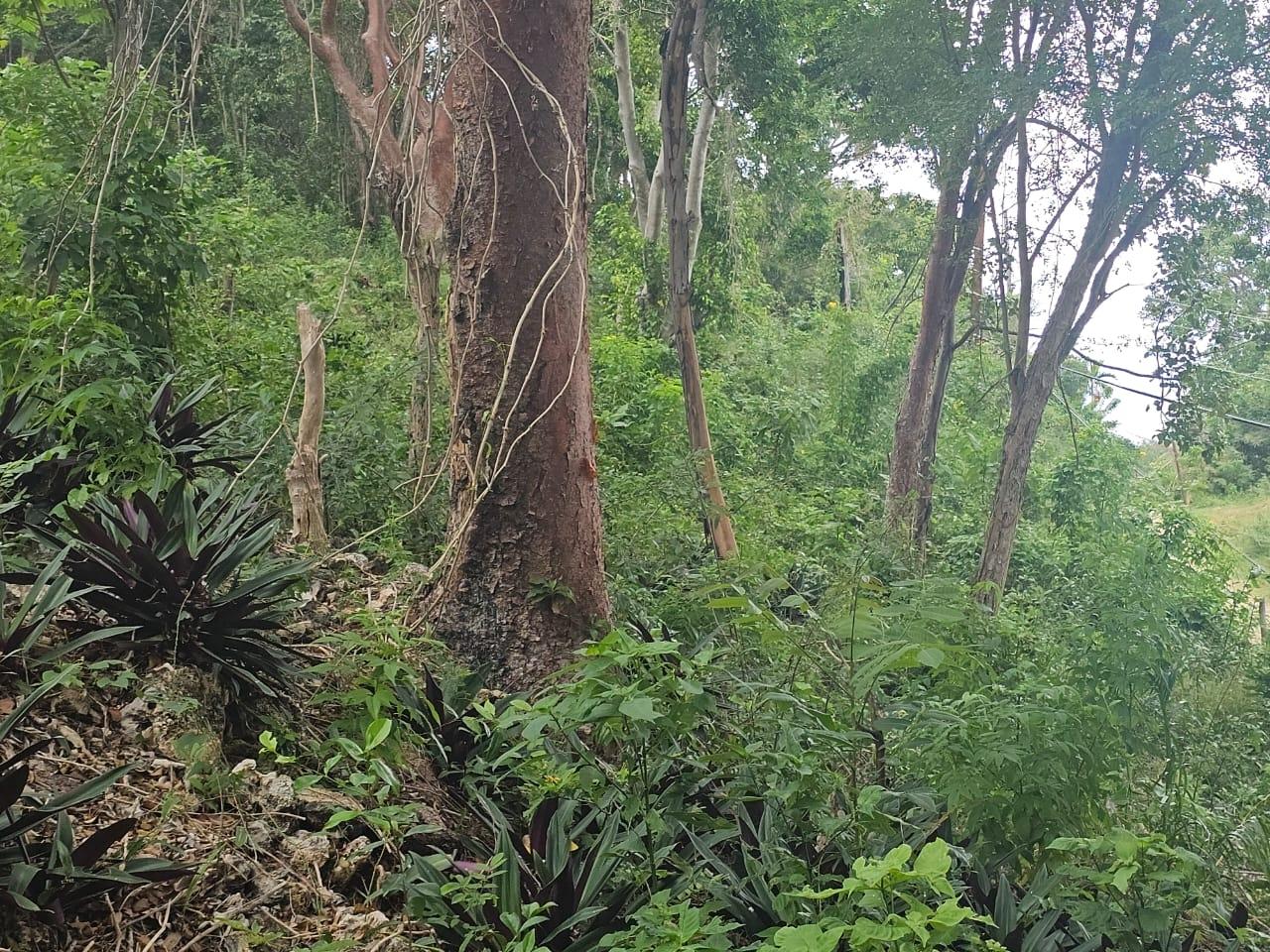 Seventh image of Wood Side Drive in Ironshore, St. James, Jamaica - property is For Sale