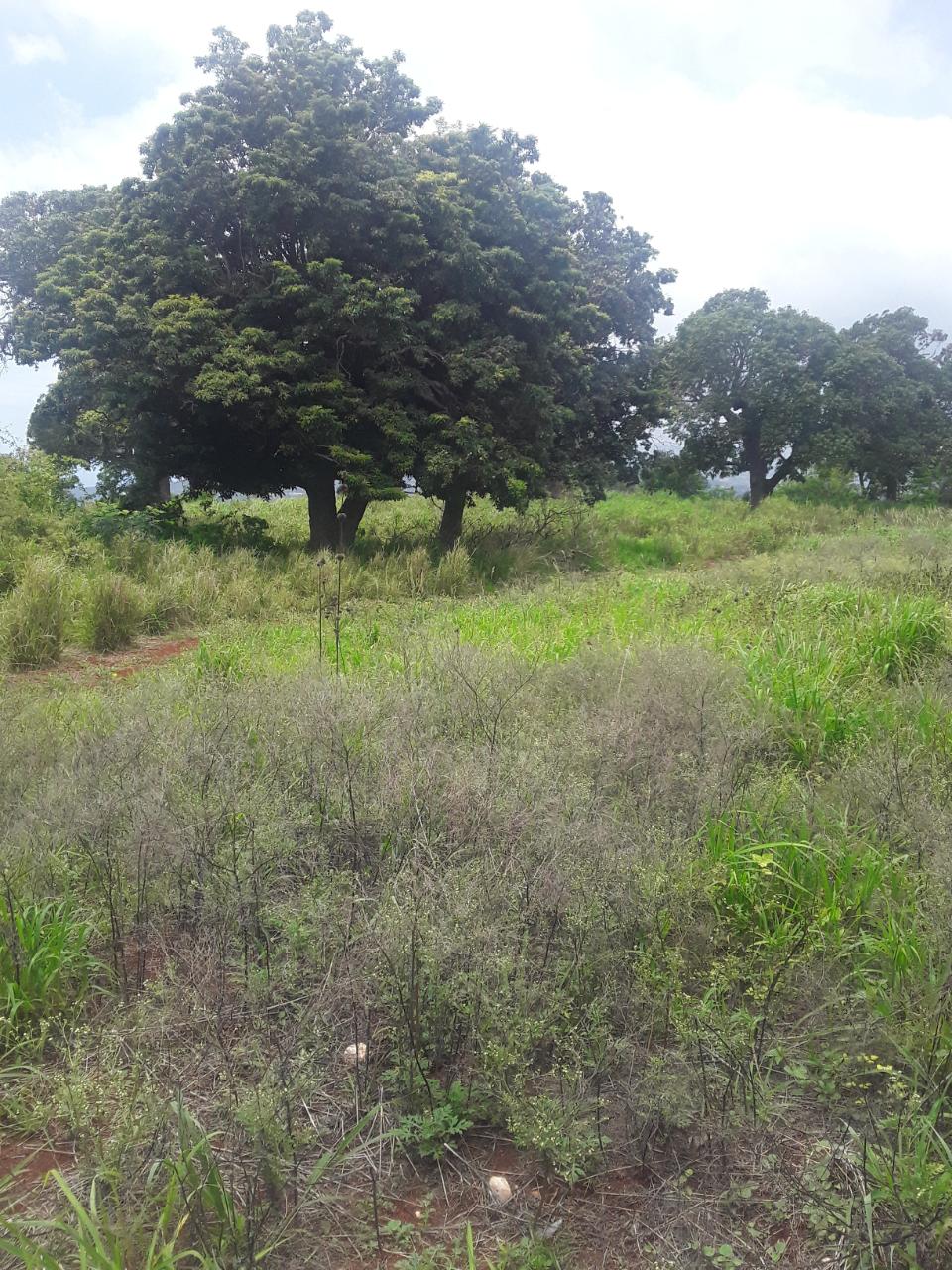Thirteenth image of Plowden Manchester in Plowden Hill, Manchester, Jamaica - property is For Sale