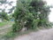First image of Part of Dalvey, St. Thoma in Dalvey, St. Thomas, Jamaica - property is For Sale