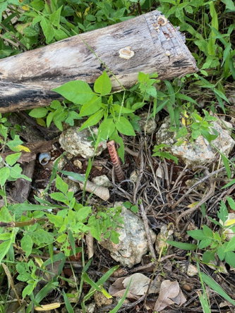 Ninth image of 5c Montpelier Drive in Pepper, St. Elizabeth, Jamaica - property is For Sale