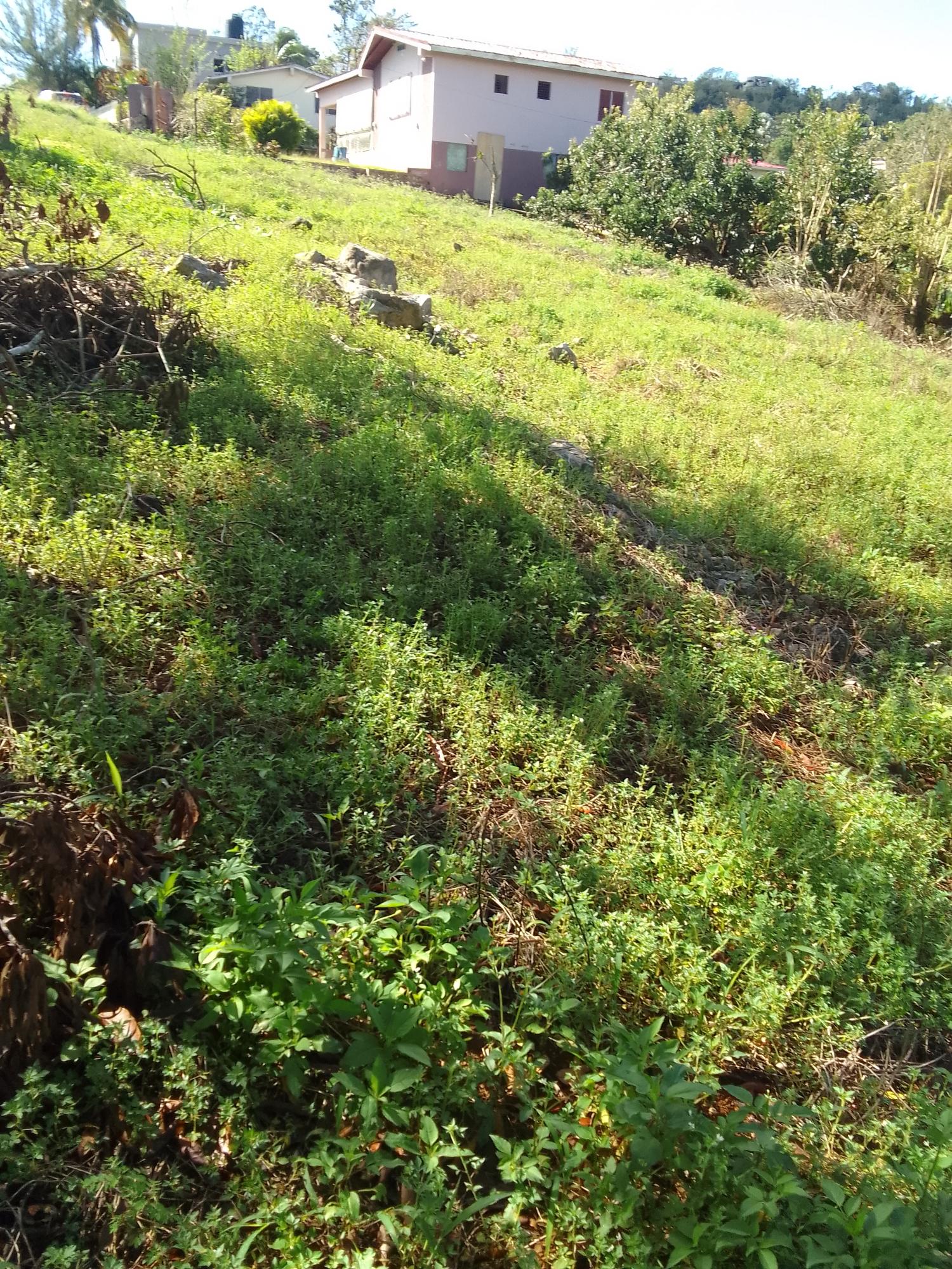 Sixth image of 85 Sheridan Drive in Mandeville, Manchester, Jamaica - property is For Sale