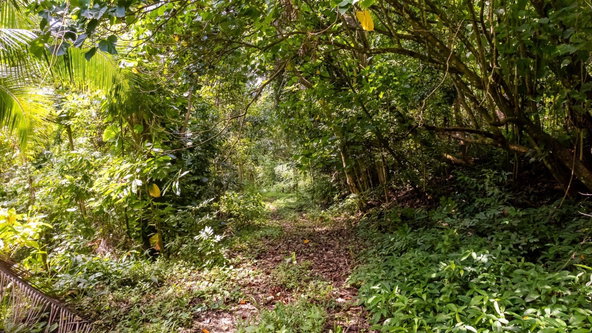 Eleventh image of Union Pen in Mango Valley, St. Mary, Jamaica - property is For Sale