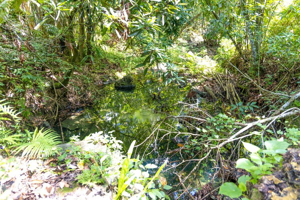 Seventh image of Union Pen in Mango Valley, St. Mary, Jamaica - property is For Sale